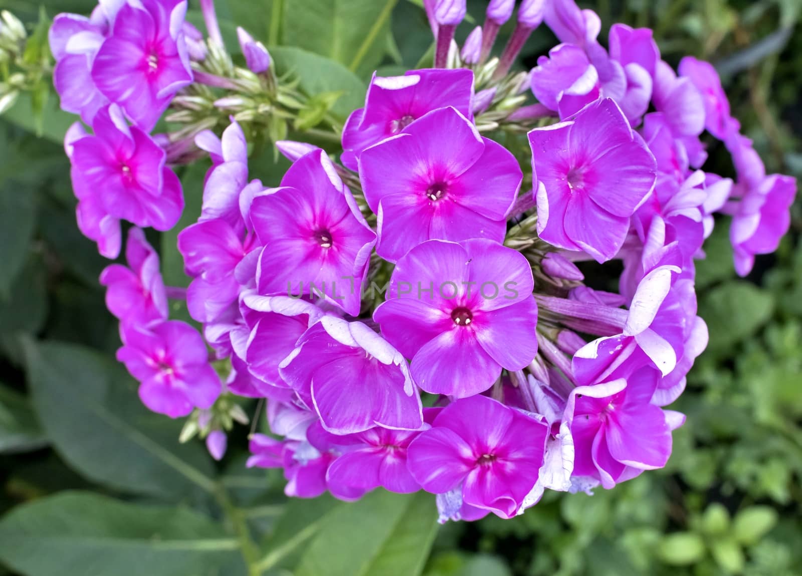 bright pink Phlox bloom in the garden