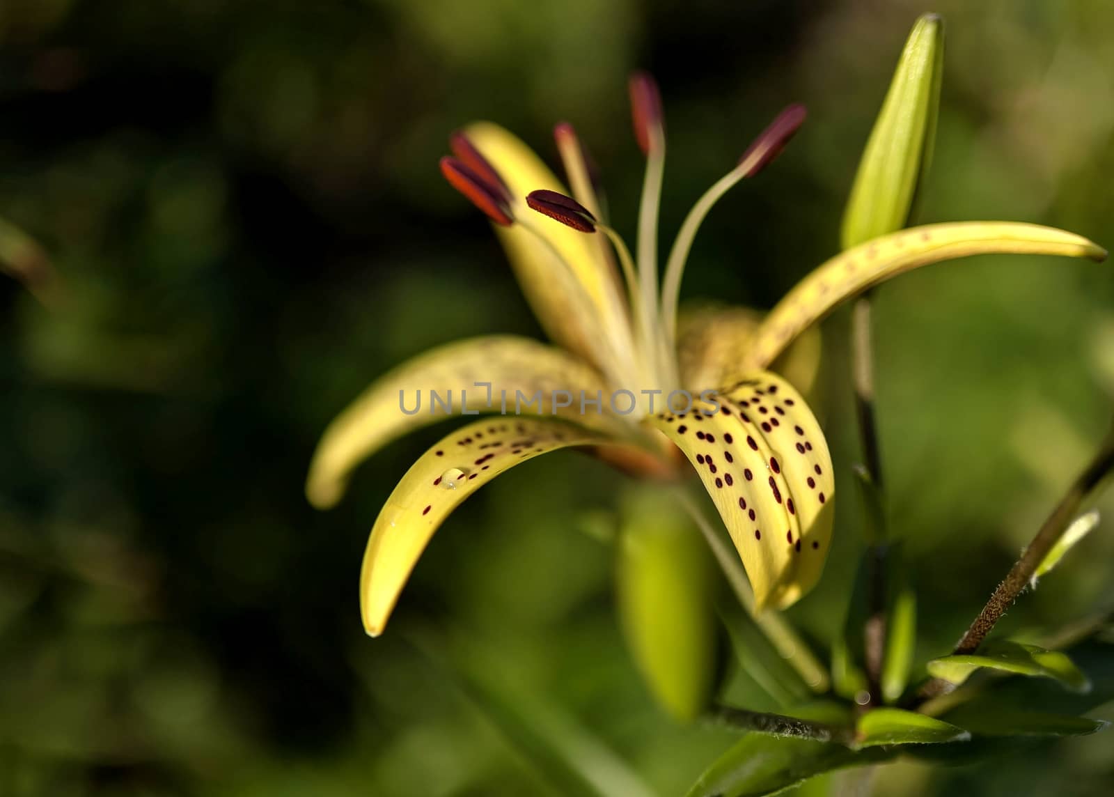 yellow tiger Lily with raindrops on the petals early morning, soft focus