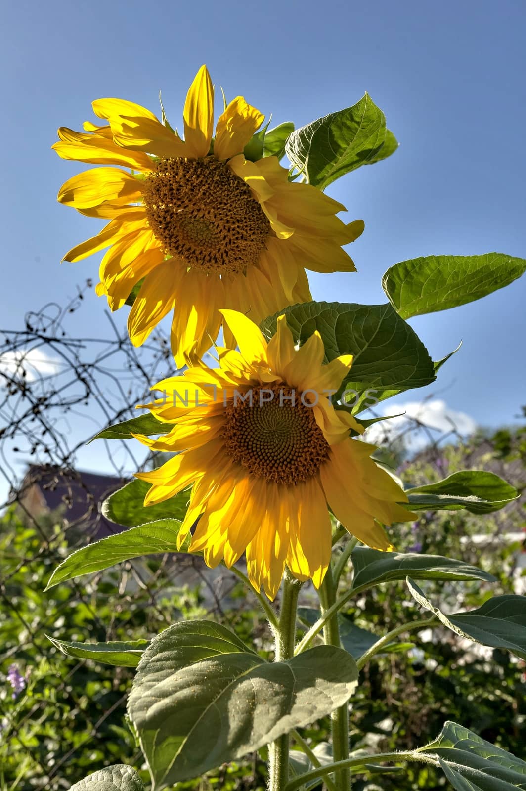 yellow sunflowers illuminated by the sun against the blue sky