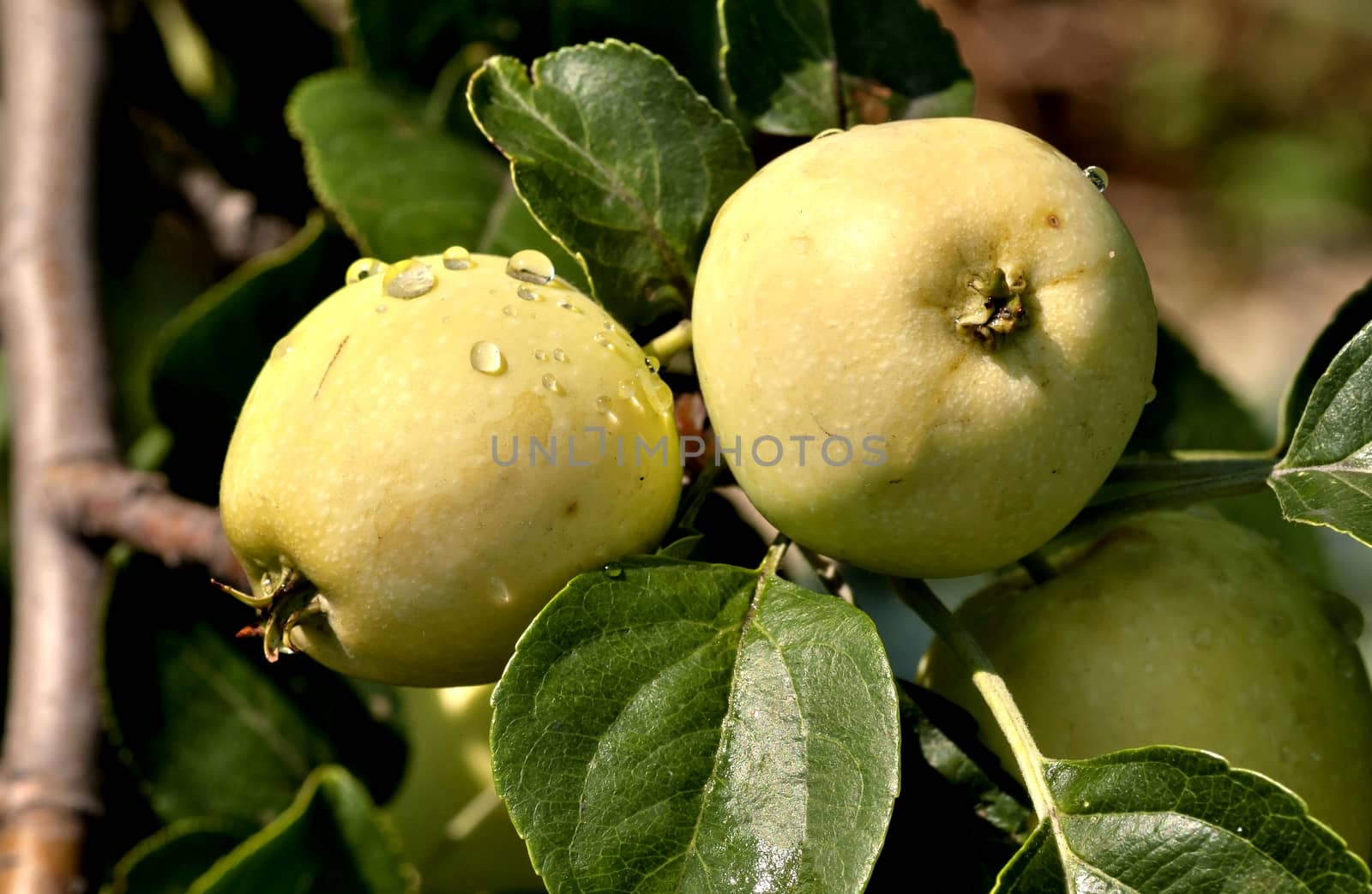 apples on an Apple tree with raindrops lit by the sun