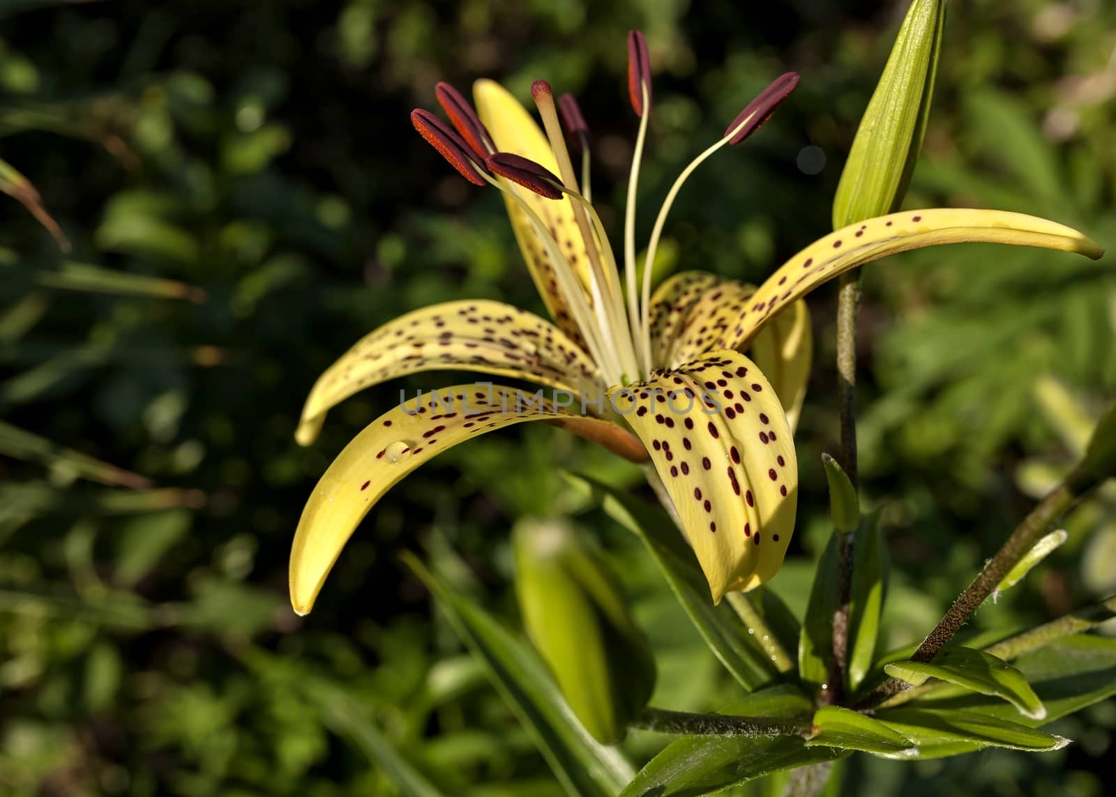 yellow tiger Lily with raindrops on the petals early morning, soft focus