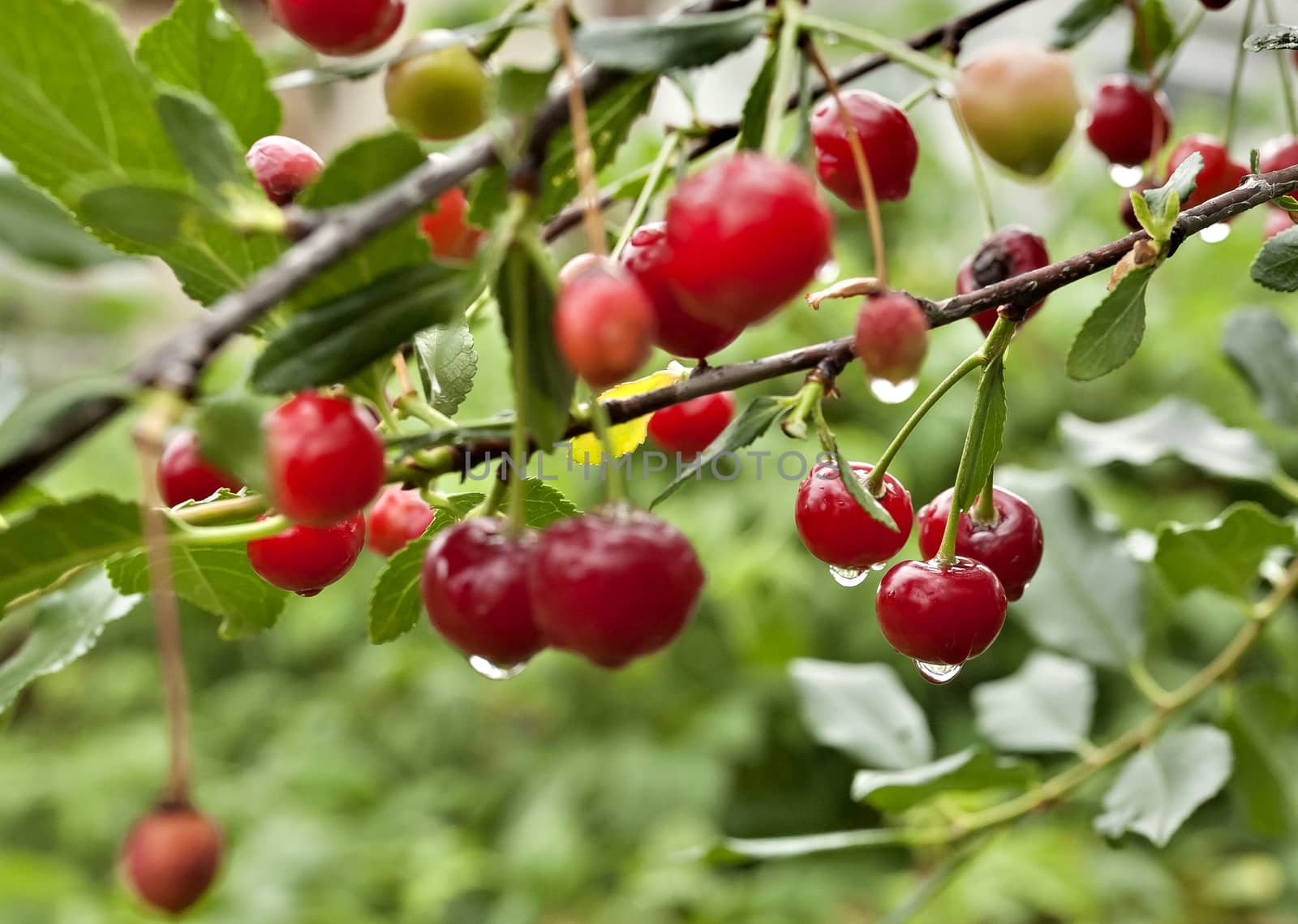 cherry with rain drops on the branches on blurred nature background