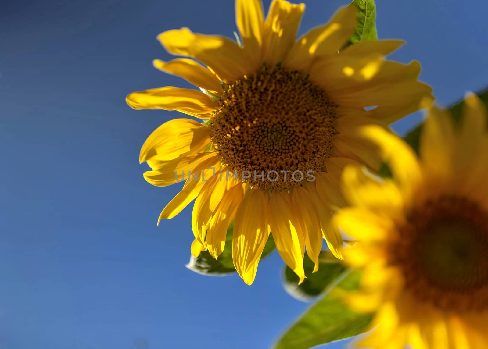 yellow sunflowers illuminated by the sun against the blue sky