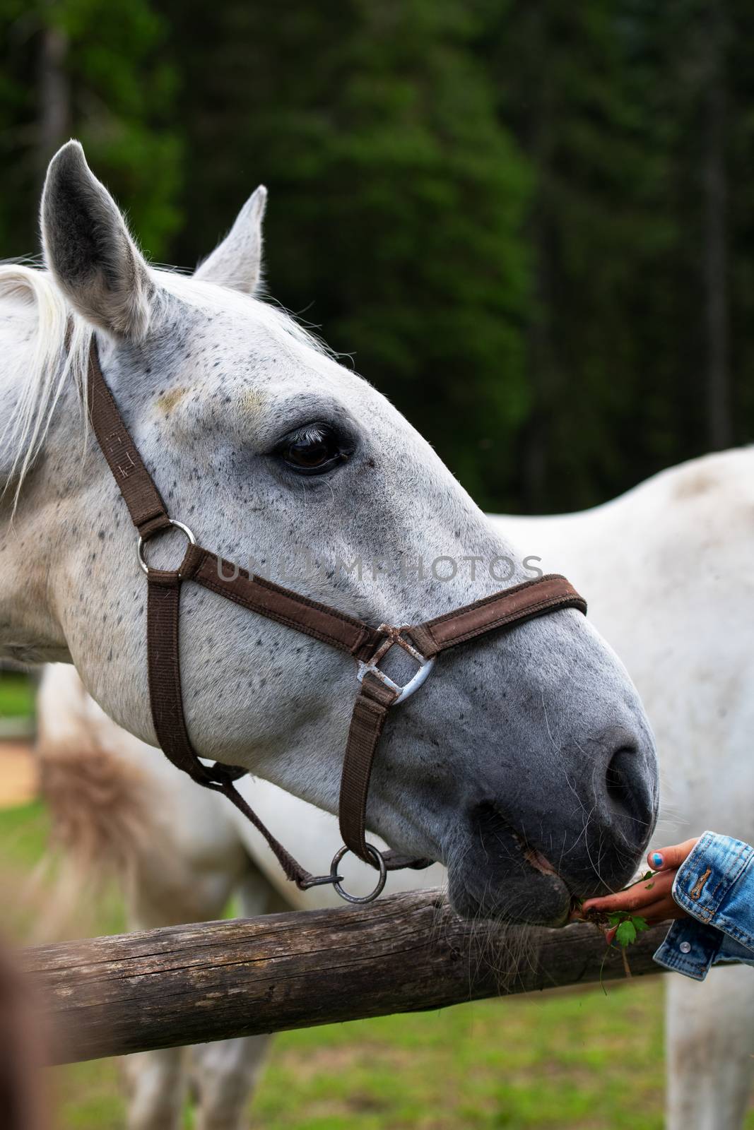 White Lipizzan Horse being fed grass by a young in Stable, unrecognizable, Lipizzan horses are a rare breed and most famous in Viennese Spanish Riding School and Stud Farm in Lipica, Slovenia