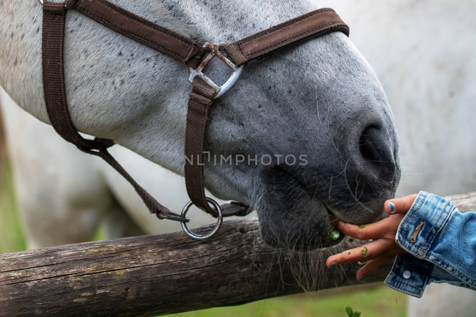 White Lipizzan Horse being fed grass by a young in Stable, unrecognizable, Lipizzan horses are a rare breed and most famous in Viennese Spanish Riding School and Stud Farm in Lipica, Slovenia