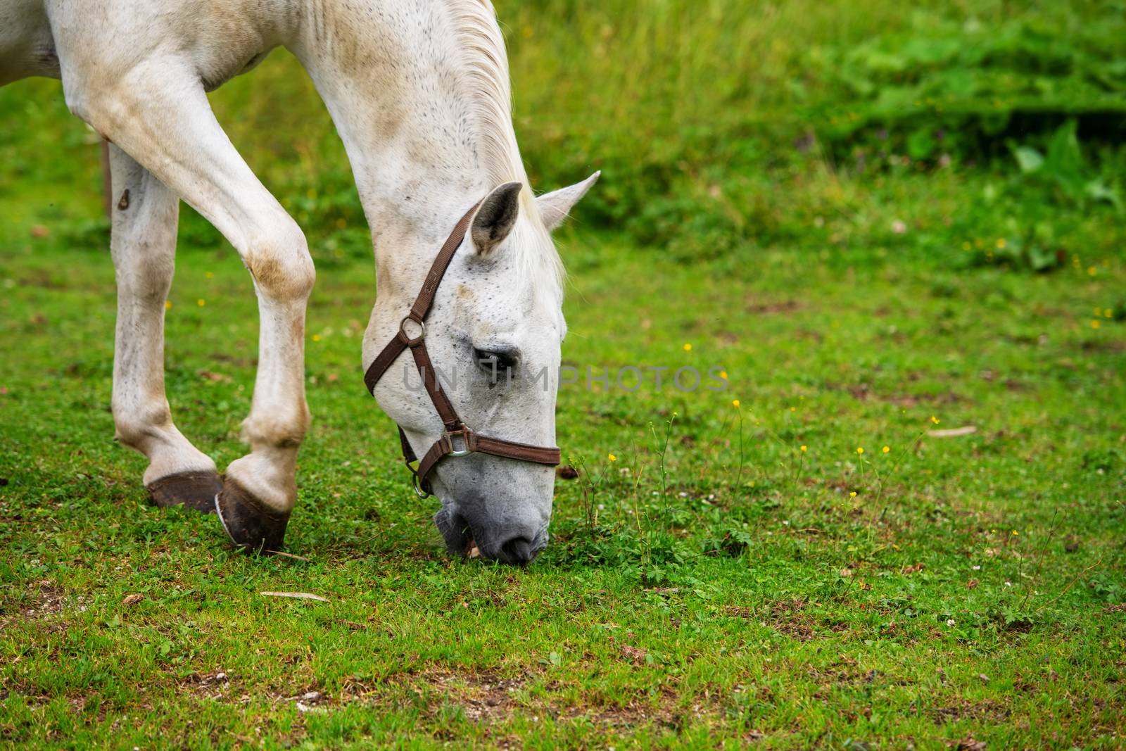 White Lipizzan Horse Grazing in Stable, Lipizzan horses are a rare breed and most famous in Viennese Spanish Riding School and Stud Farm in Lipica, Slovenia