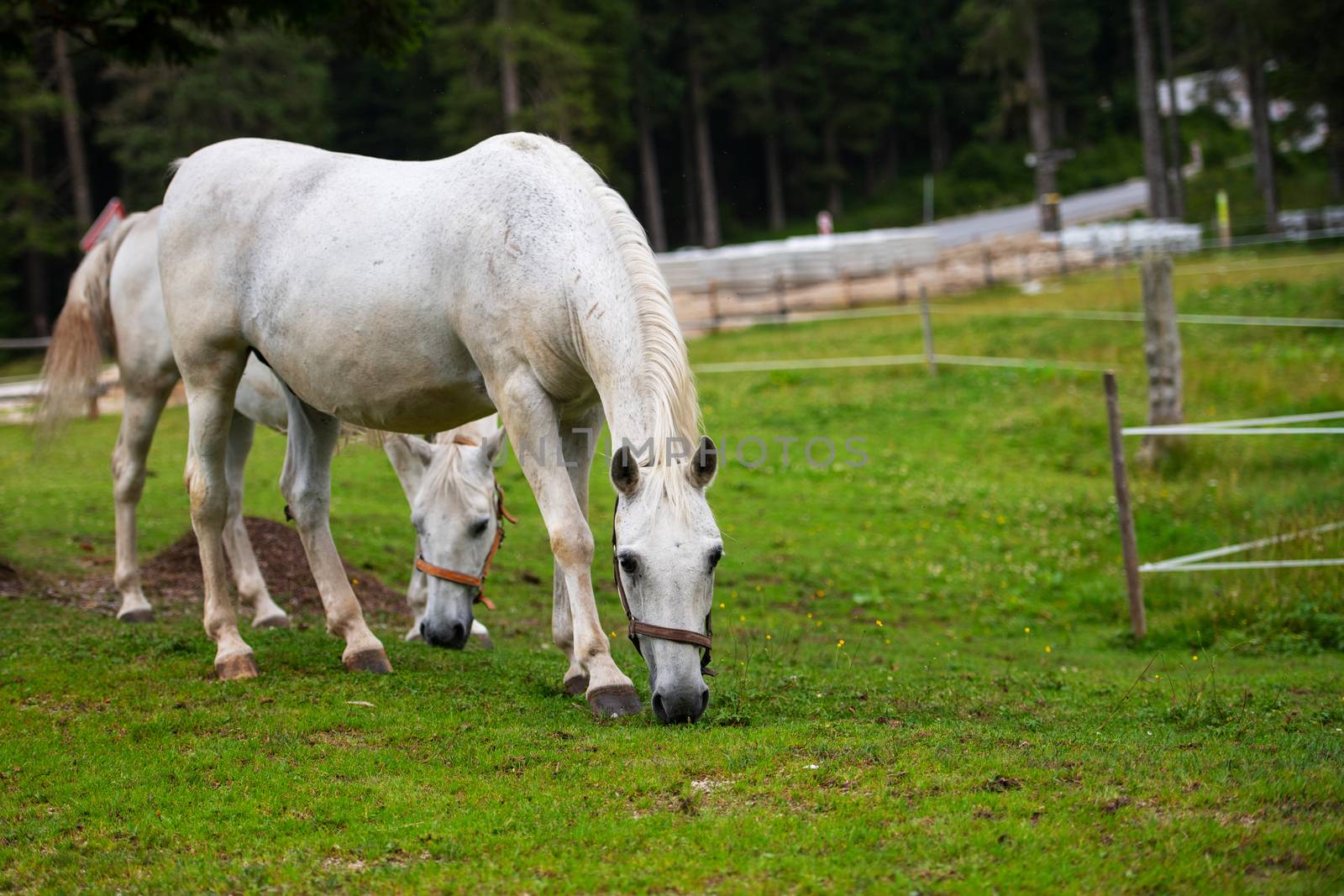 White Lipizzan Horse Grazing in Stable, Lipizzan horses are a rare breed and most famous in Viennese Spanish Riding School and Stud Farm in Lipica, Slovenia