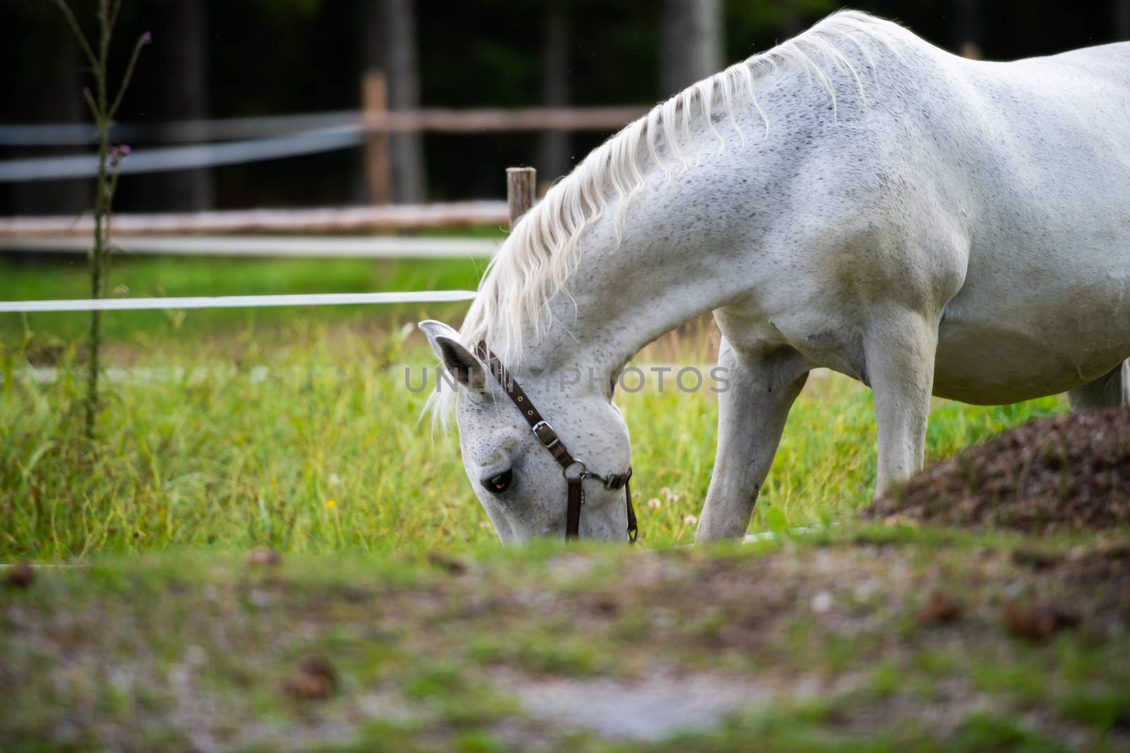 White Lipizzan Horse Grazing in Stable by asafaric