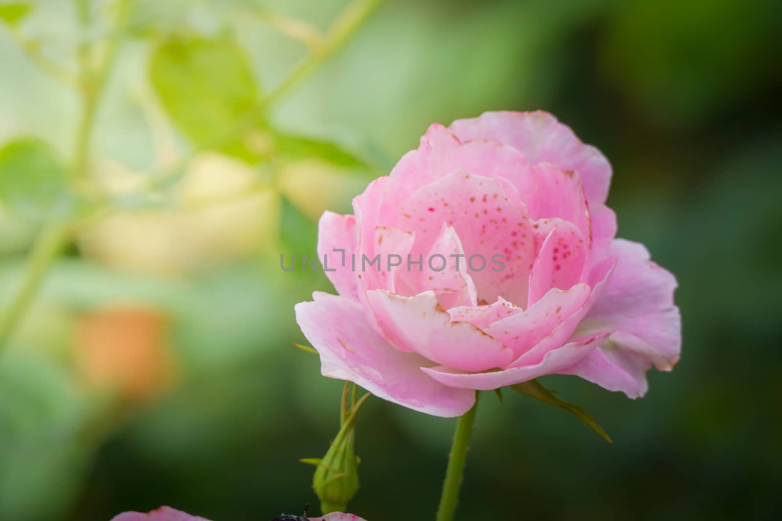 Roses in the garden, Roses are beautiful with a beautiful sunny day.