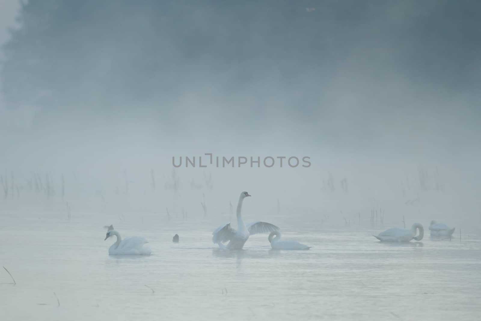 landscape with natural river, nature series