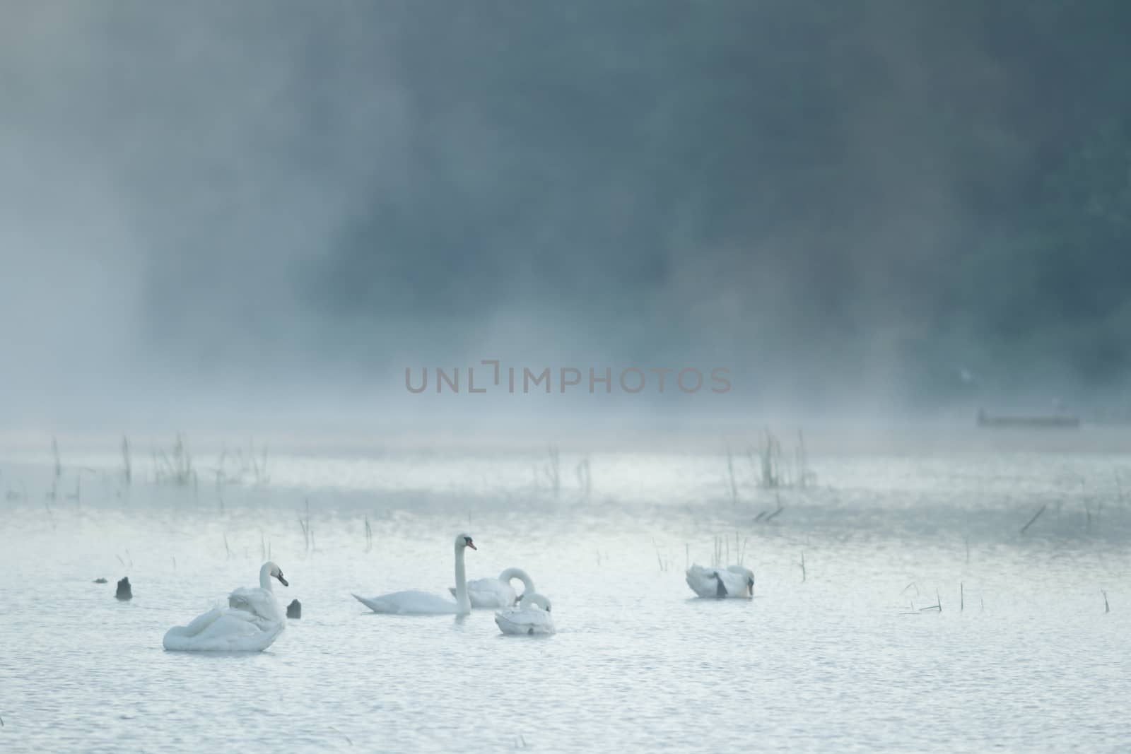 landscape with natural river, nature series