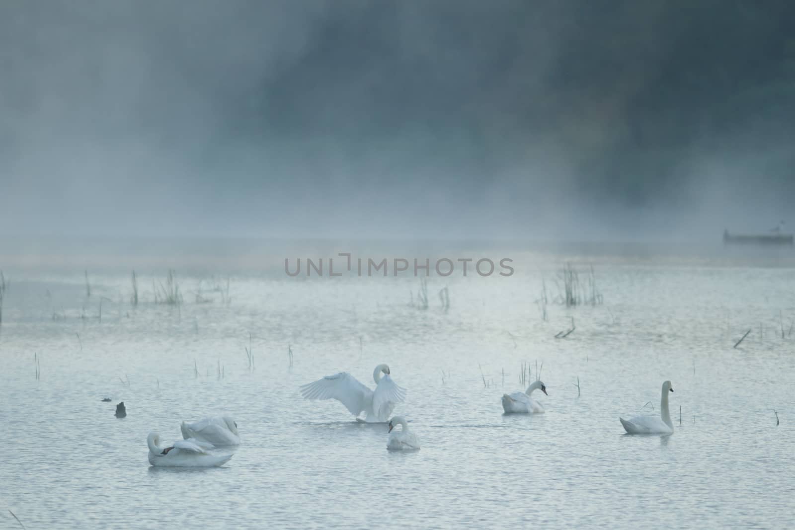 landscape with natural river, nature series