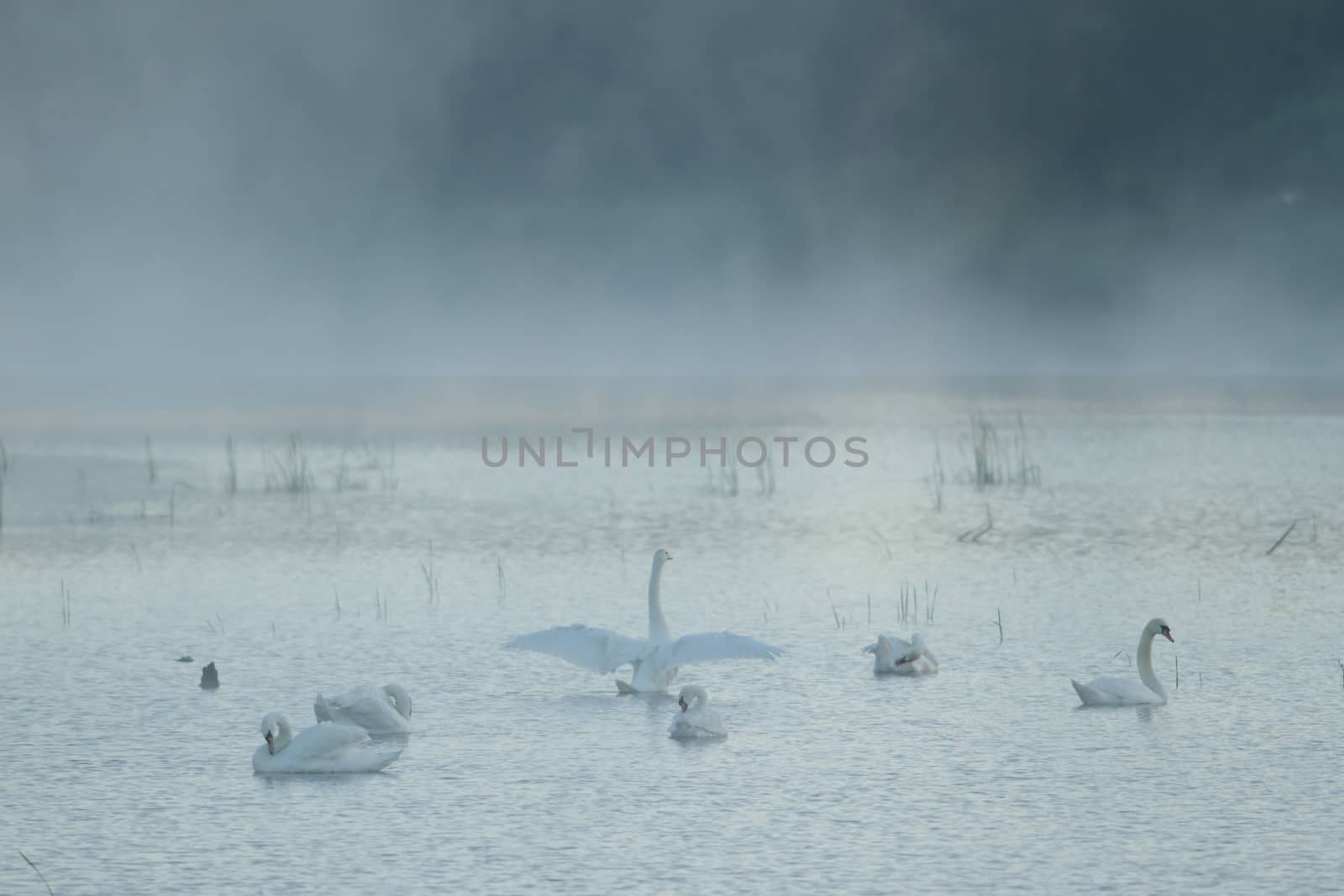 landscape with natural river, nature series