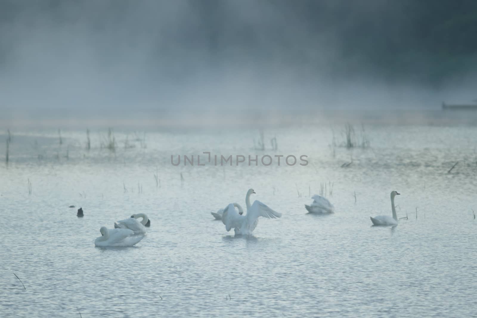 swan on blue lake in sunny day, swans on pond, nature series