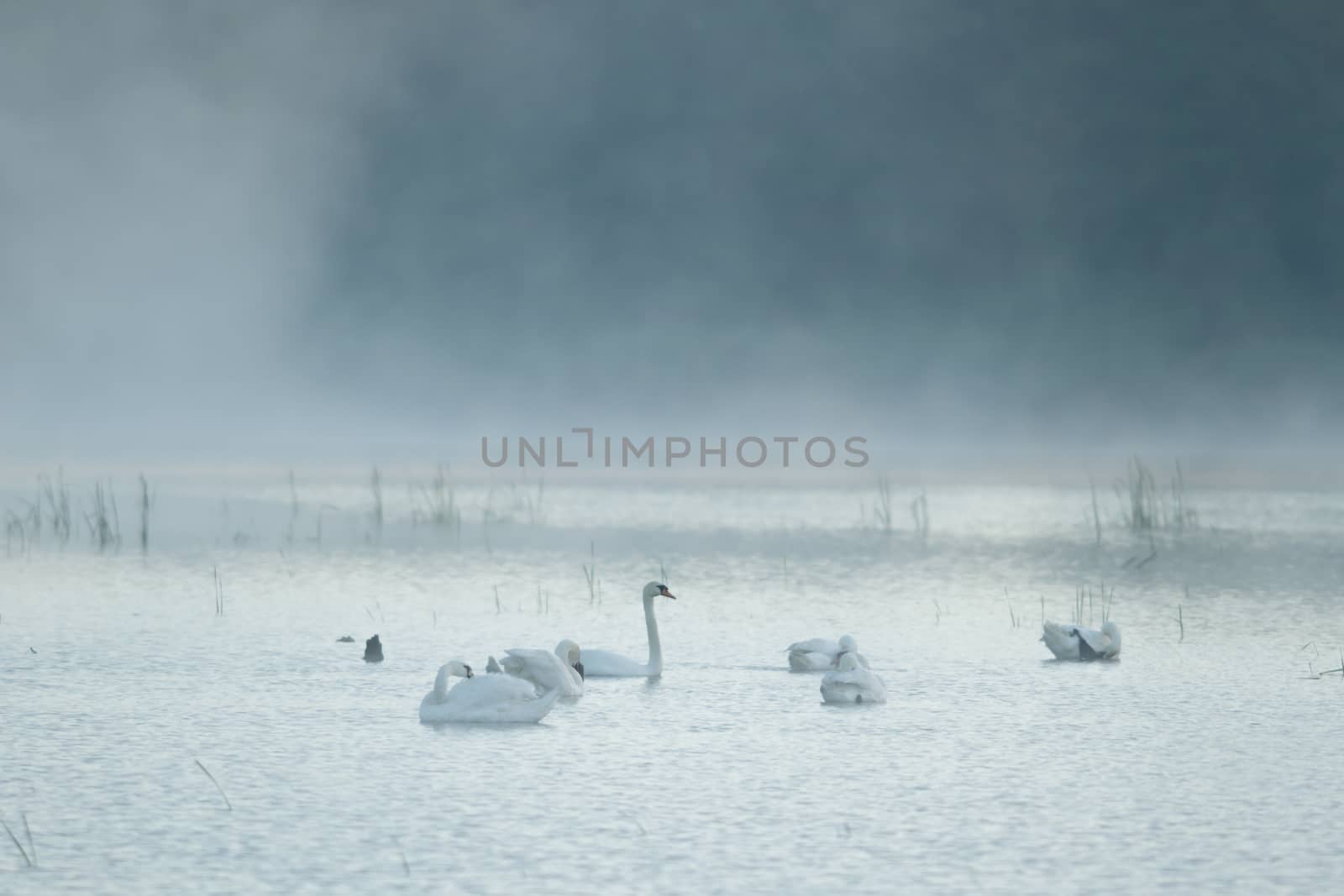 swan on blue lake in sunny day, swans on pond, nature series