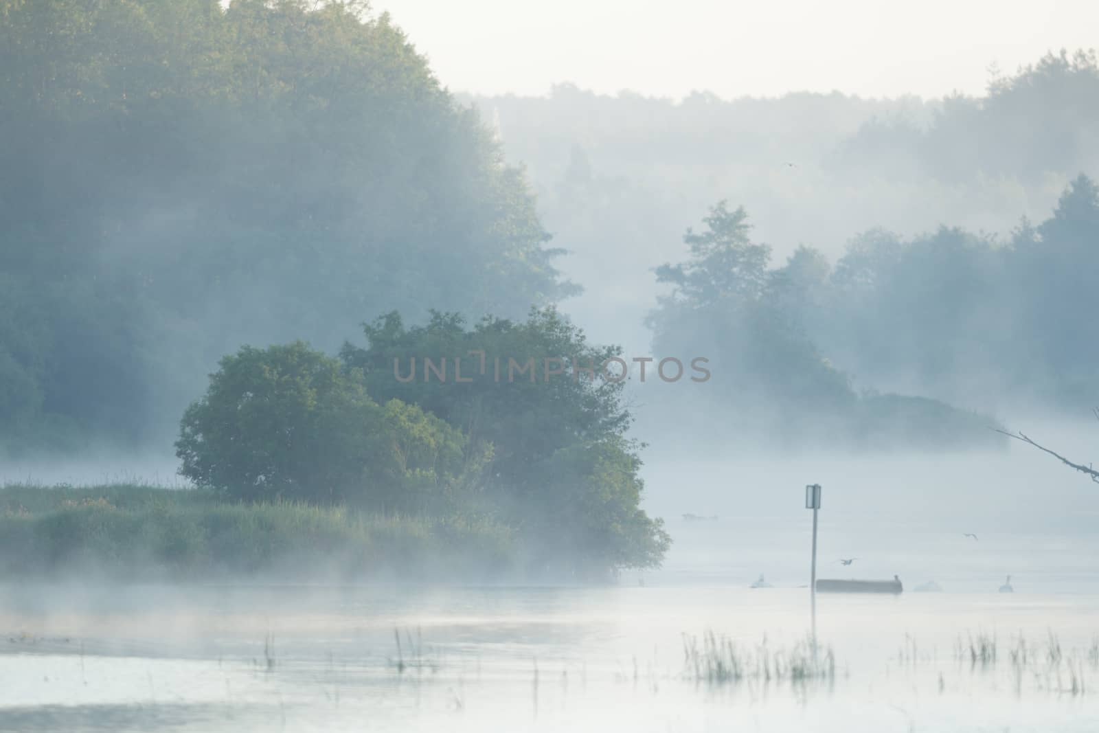 swan on blue lake in sunny day, swans on pond, nature series