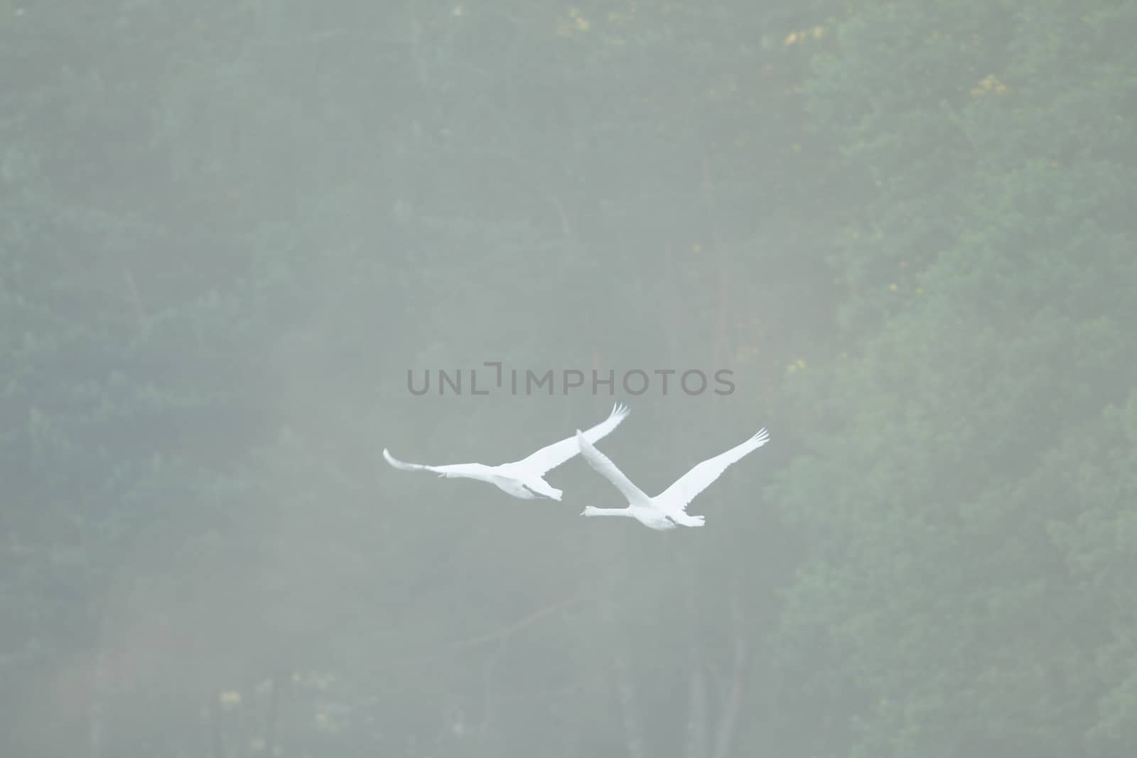 swan on blue lake in sunny day, swans on pond, nature series