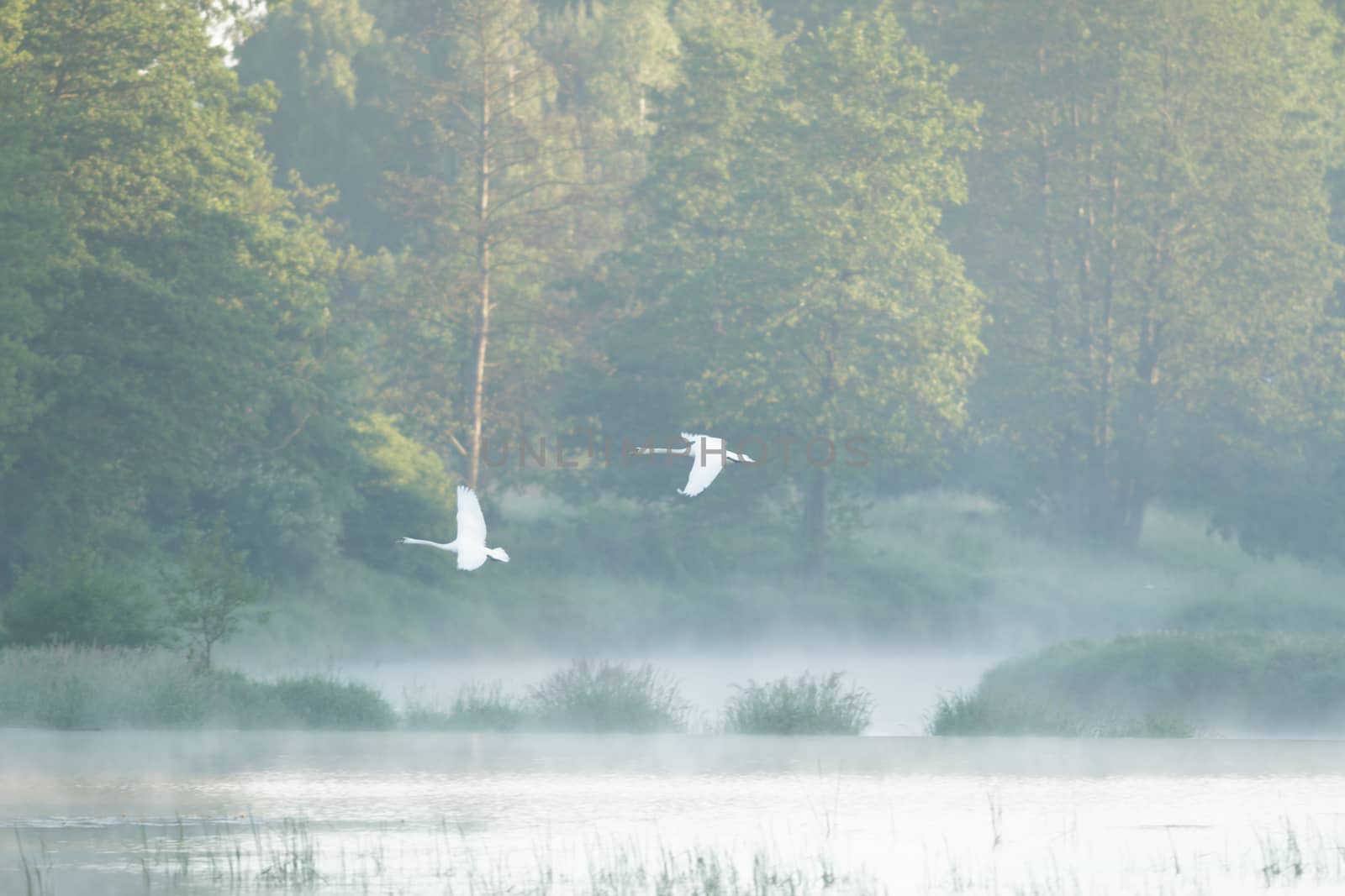 swan on blue lake in sunny day, swans on pond, nature series