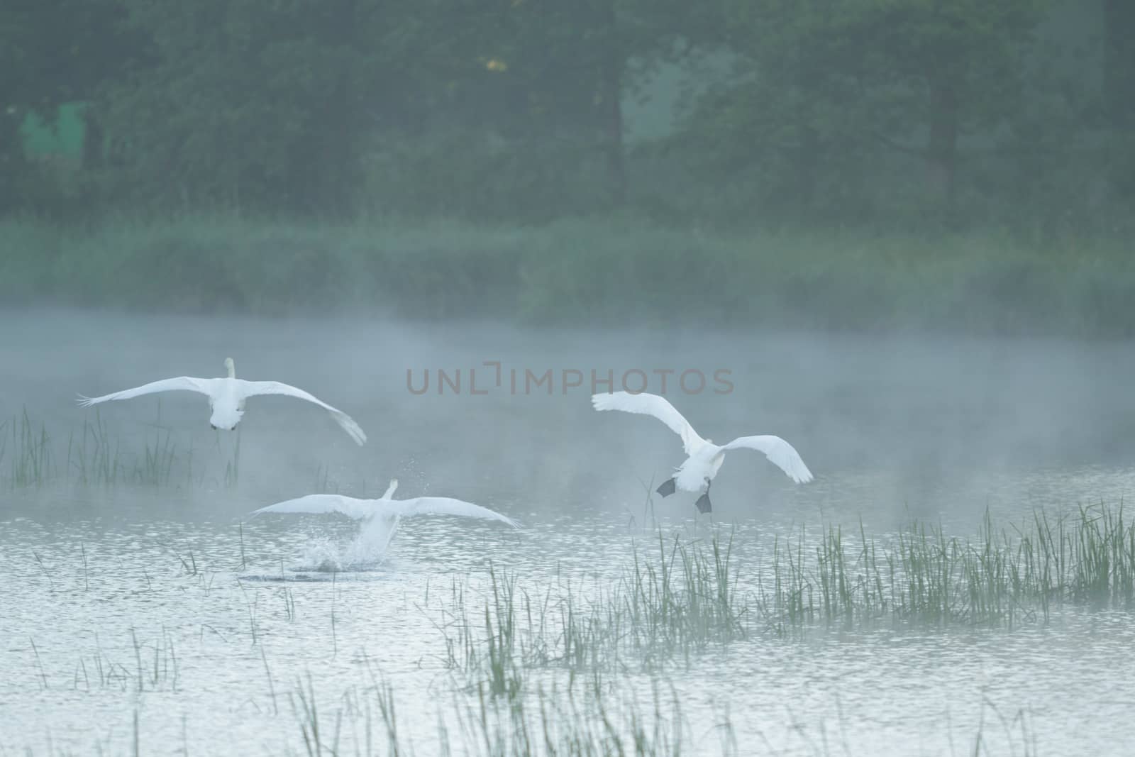 swan on blue lake in sunny day, swans on pond, nature series