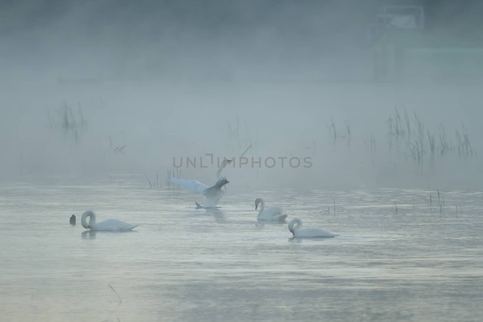 swan on blue lake in sunny day, swans on pond, nature series