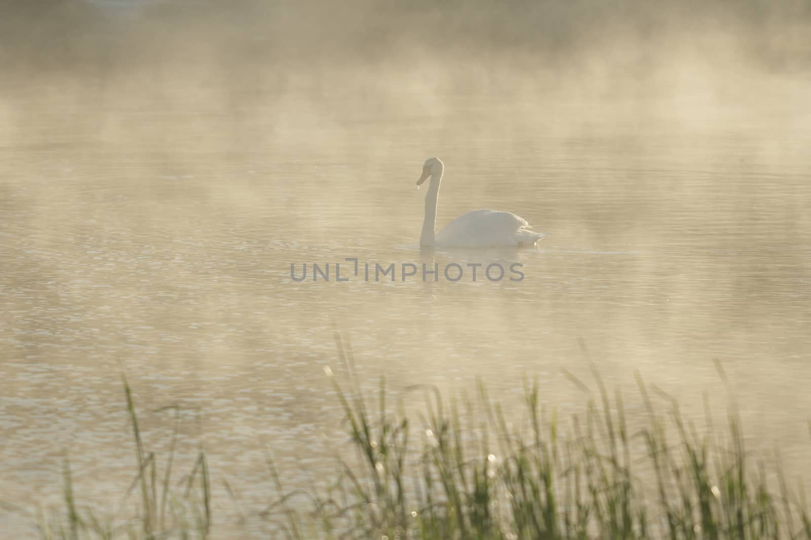 swan on blue lake in sunny day, swans on pond, nature series