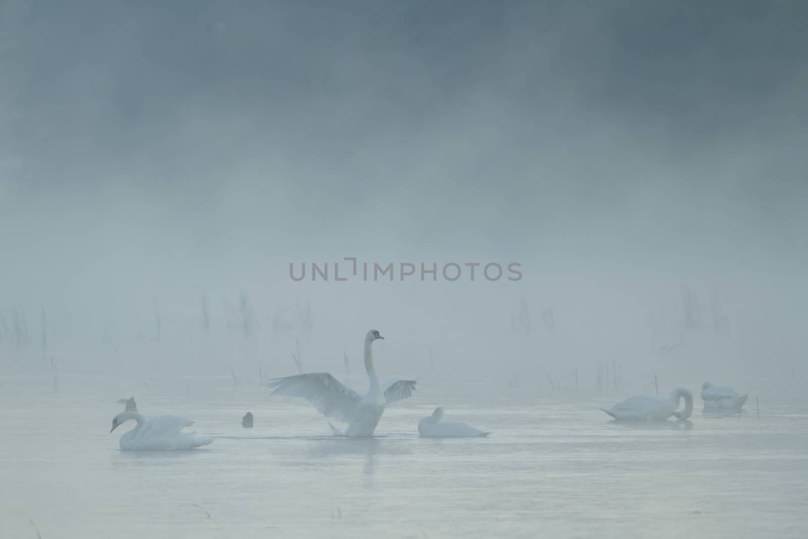 swan on blue lake in sunny day, swans on pond, nature series