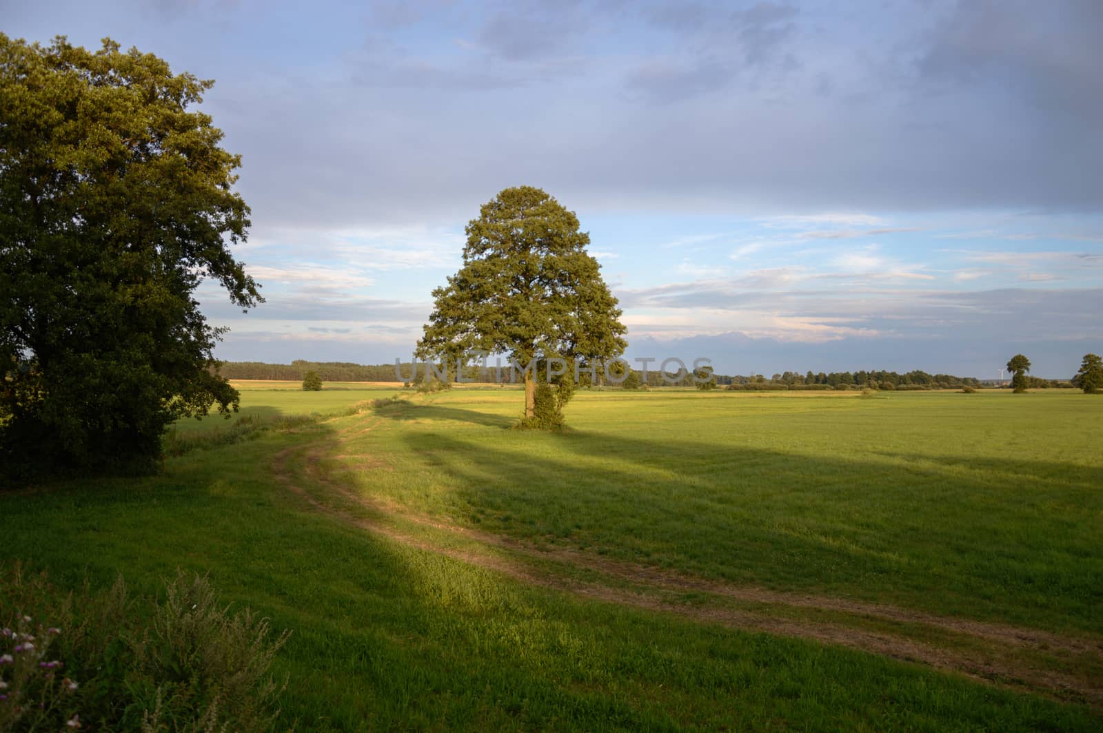 old big tree on color background with blue sky, nature series
