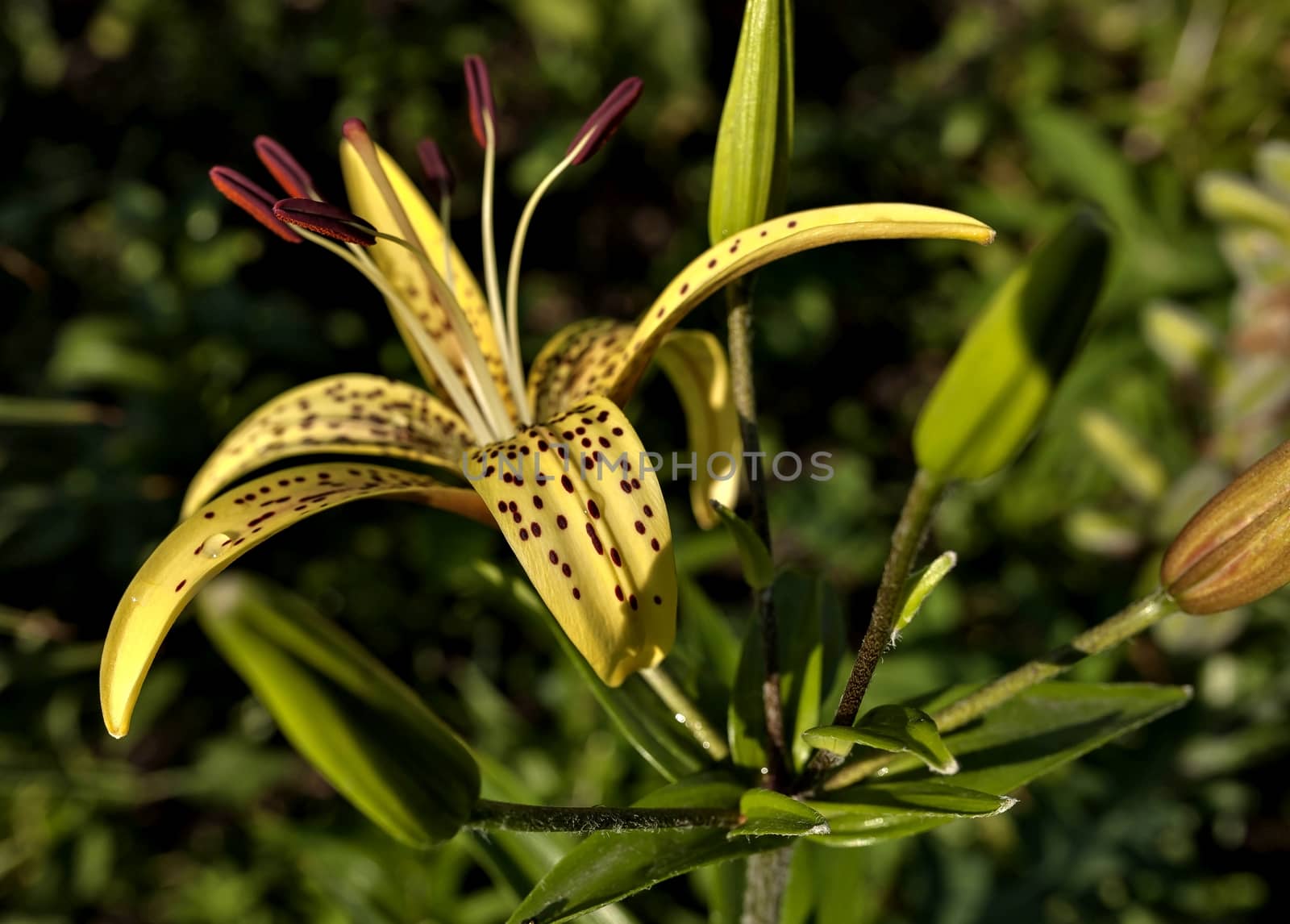 yellow tiger Lily with raindrops on the petals early morning, soft focus