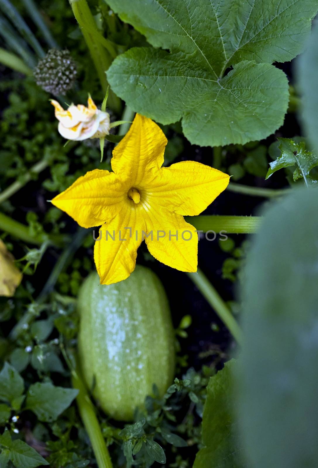 blooms zucchini in the garden, a large yellow flower