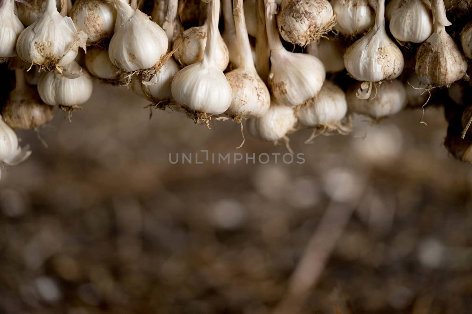 Garlic is tied up to be ready for distribution to the customer o by sakchaineung