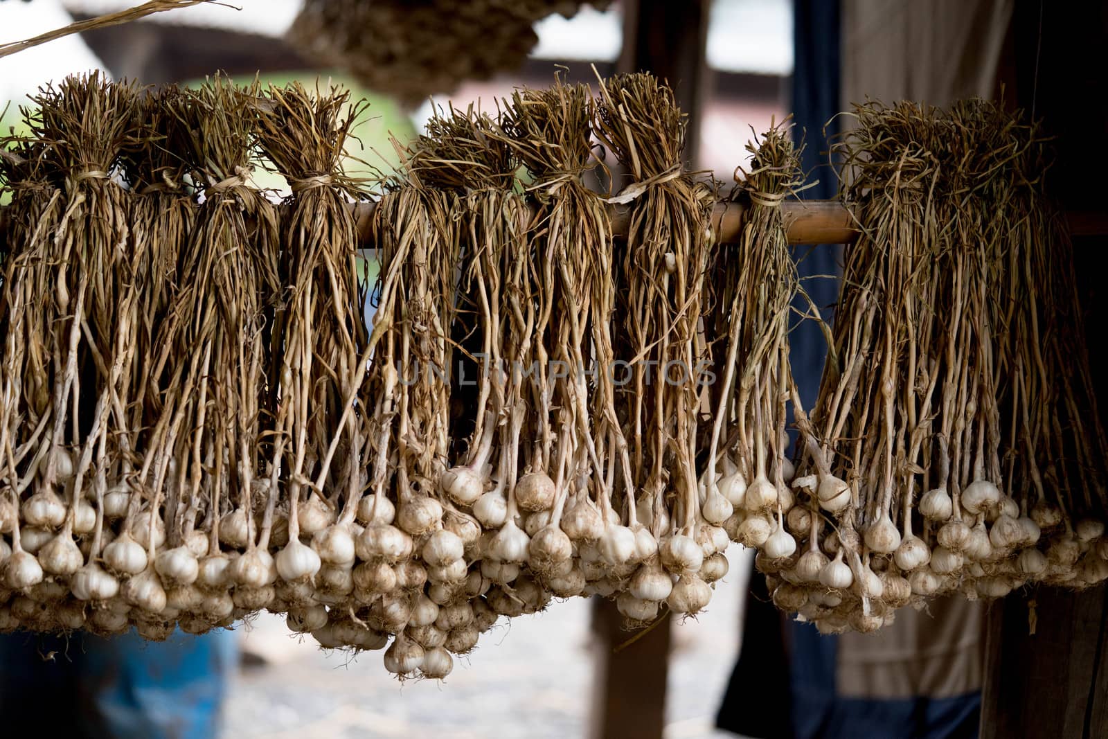 Garlic is tied up to be ready for distribution to the customer o by sakchaineung