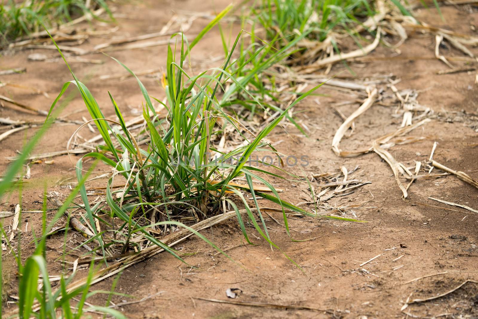 Seedlings of sugarcane Growing after harvest of farmers. by sakchaineung