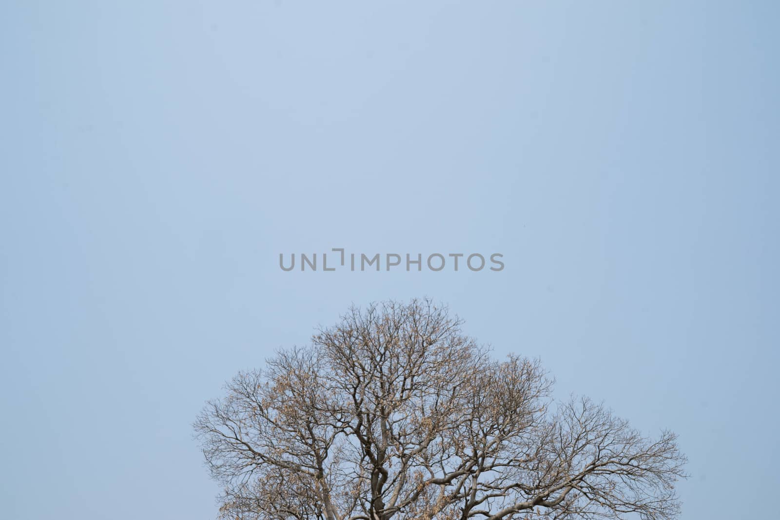 The branches of dead trees illustrate the drought. by sakchaineung