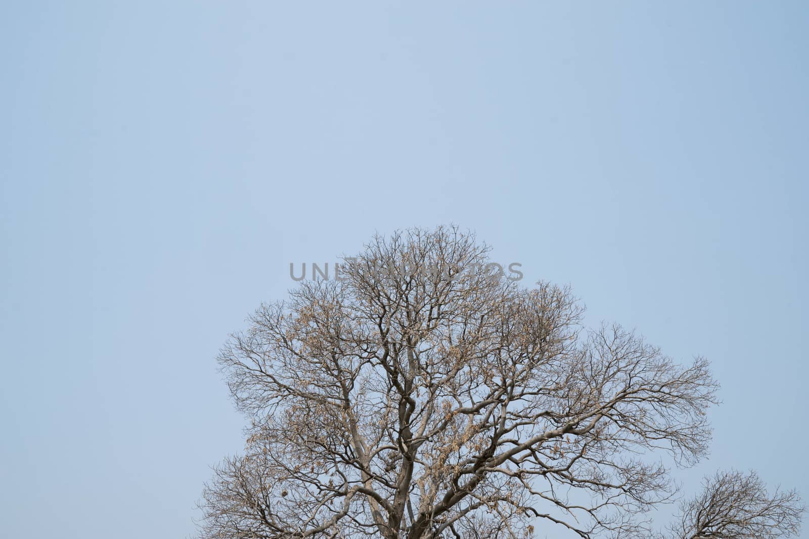 The branches of dead trees illustrate the drought.