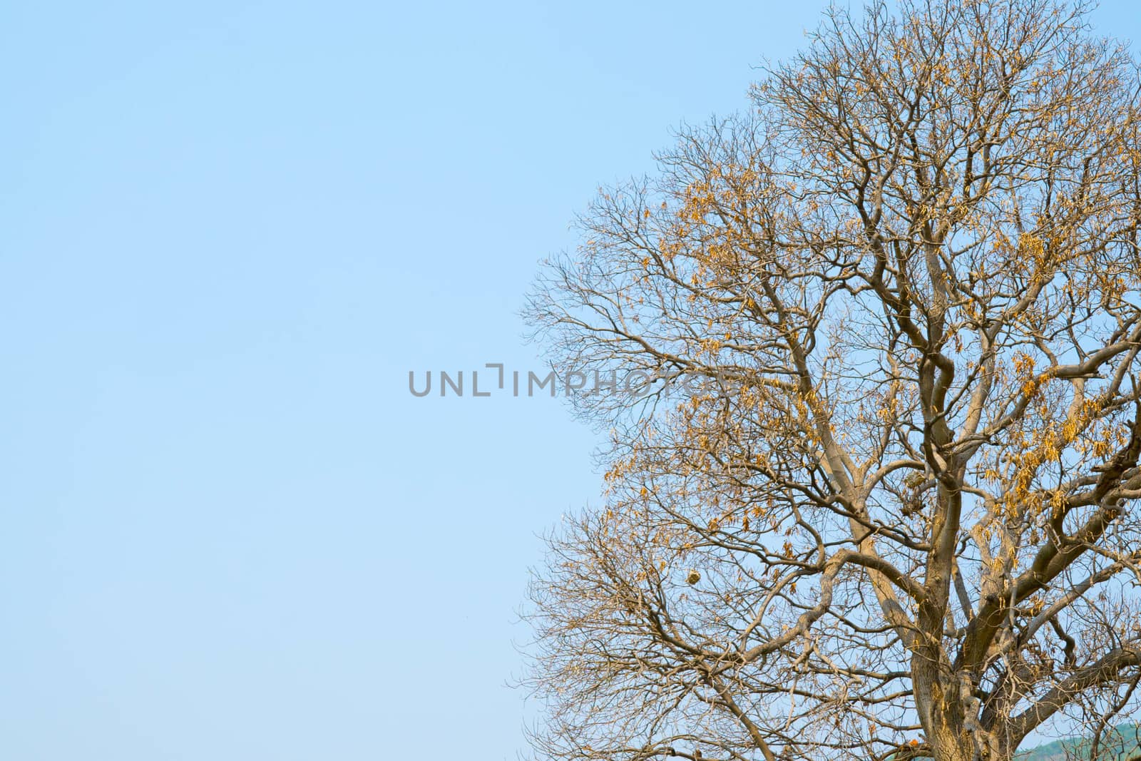 The branches of dead trees illustrate the drought. by sakchaineung