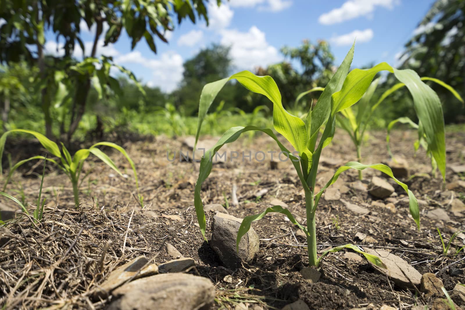 Young corn plant farming country  in Thailand