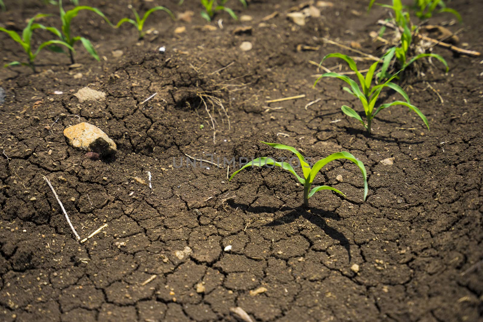 sapling corn on soil in garden by sakchaineung