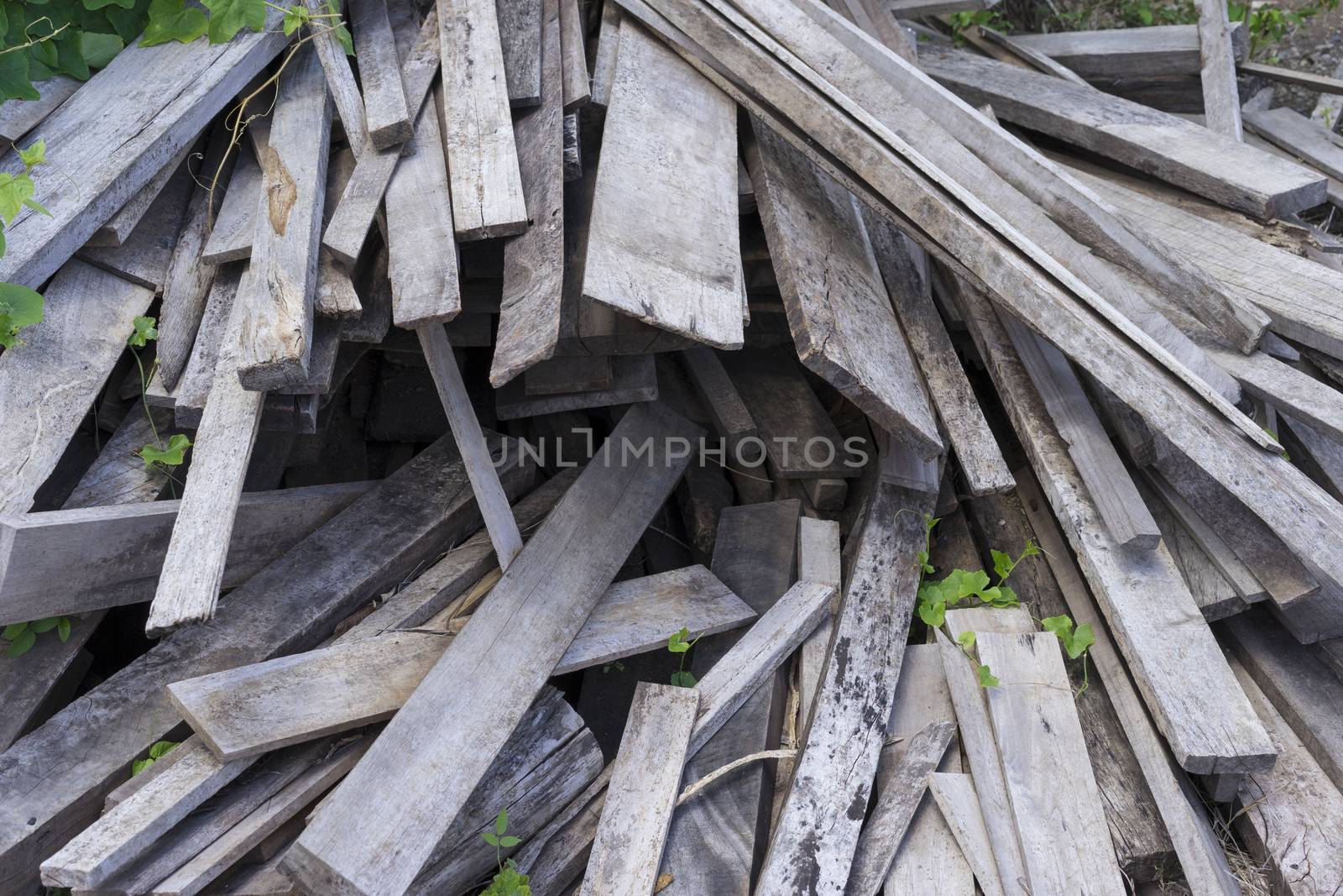 picture of chips and other debris from a broken tree trunk. Smal by sakchaineung