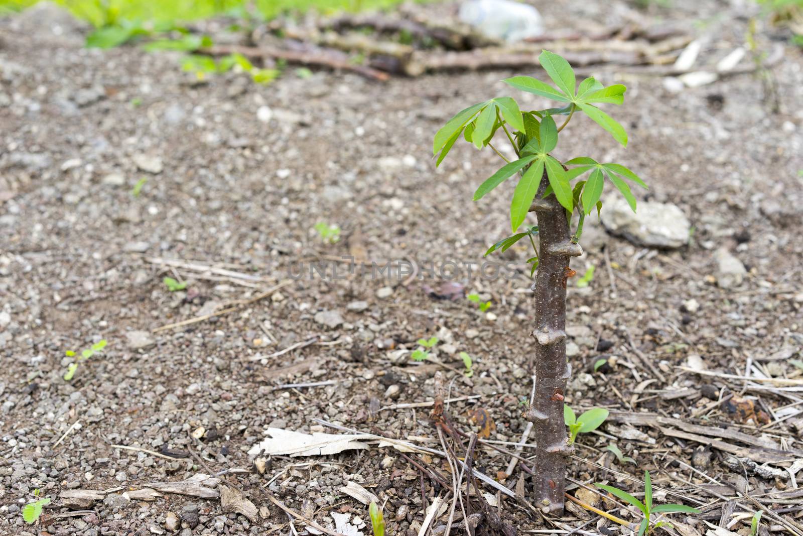 cassava tree  by sakchaineung