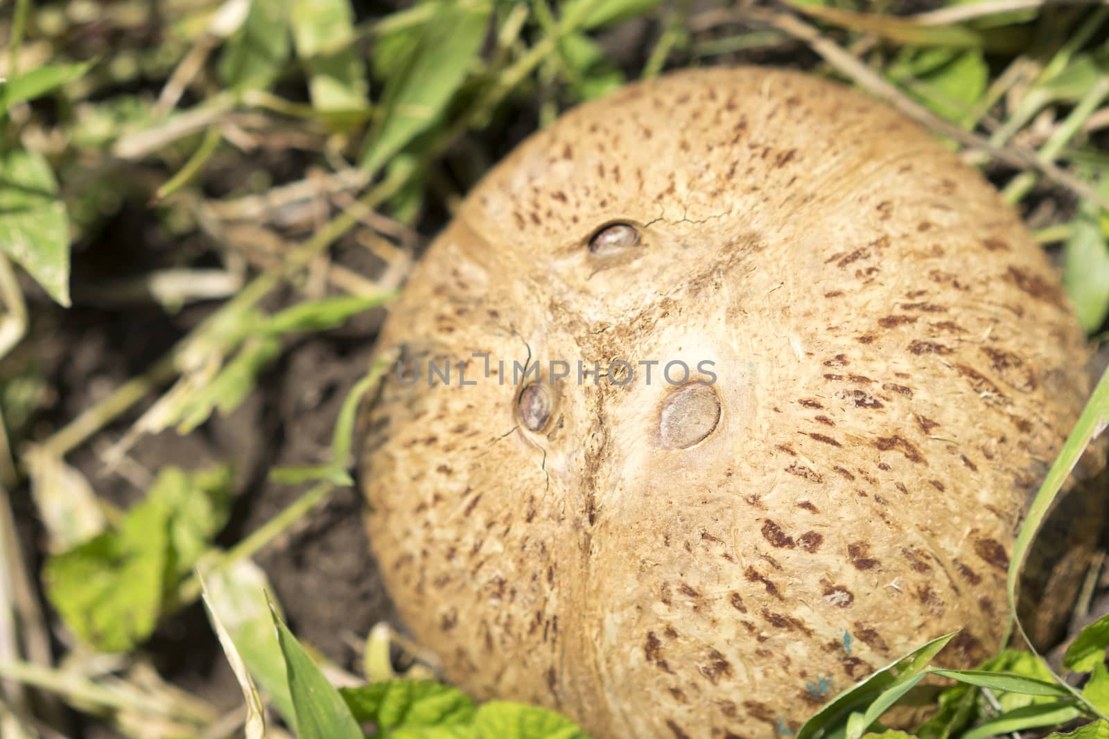 coconut shell by sakchaineung