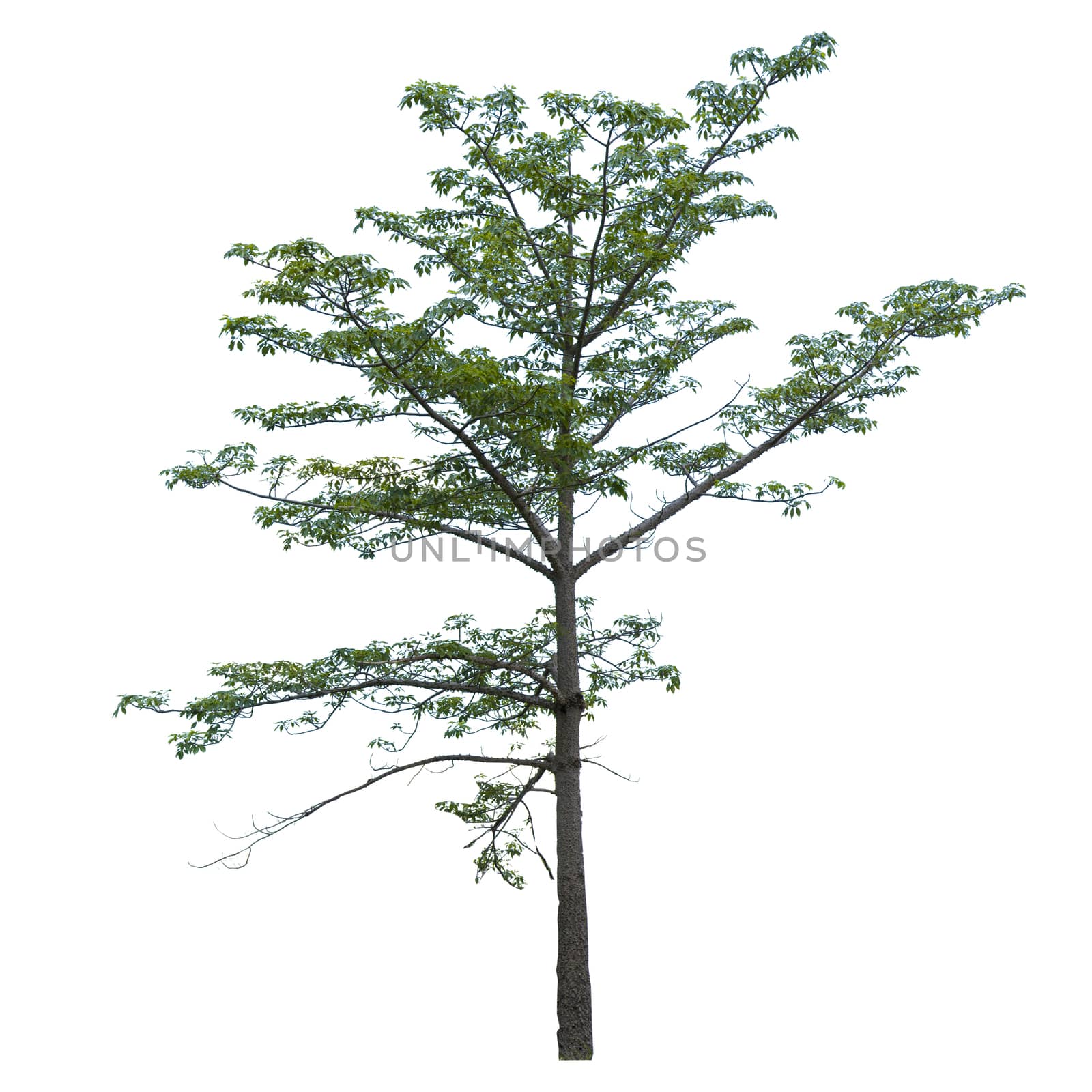 tree isolated clipping path