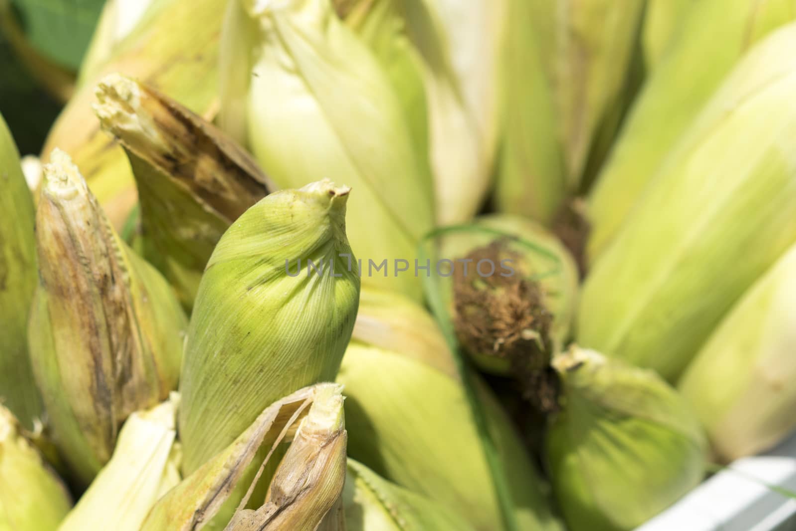 Close up corn plant farming country  in Thailand by sakchaineung