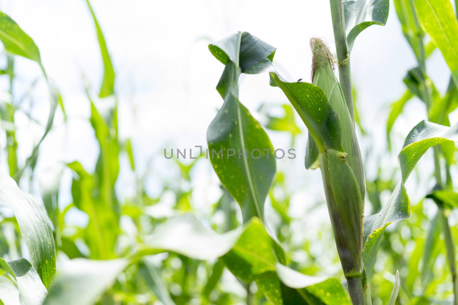 Young corn plant farming country  in Thailand by sakchaineung