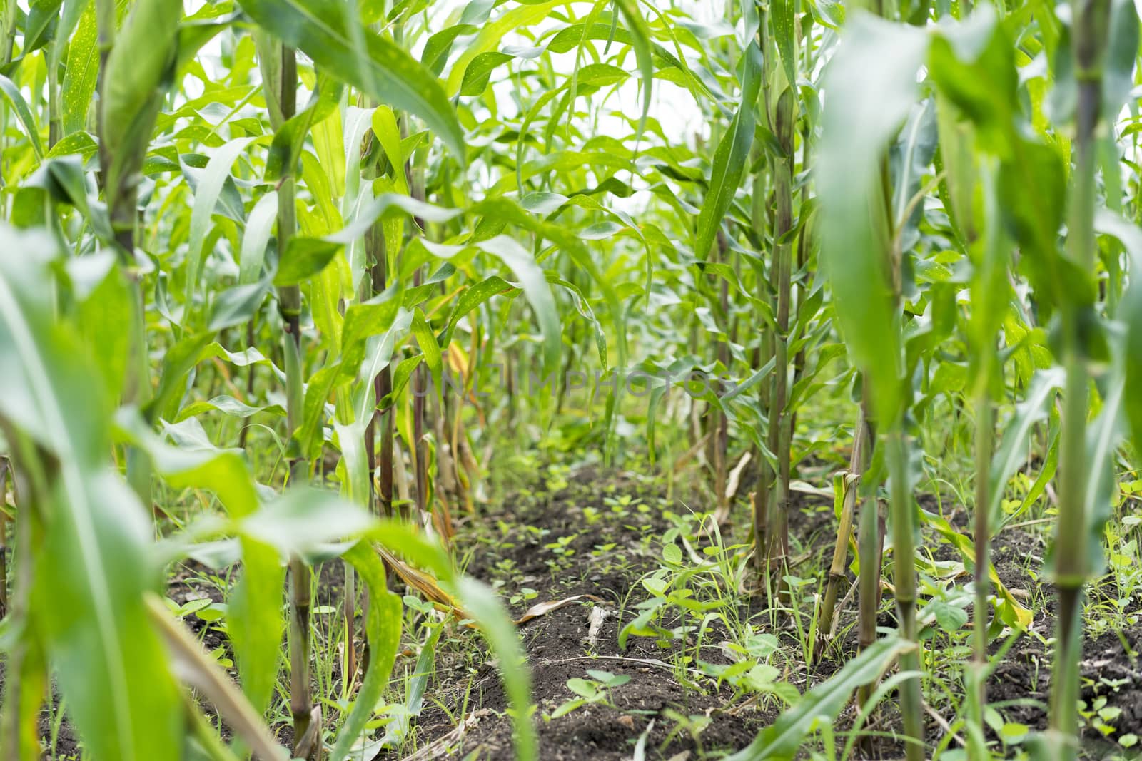 Young corn plant farming country  in Thailand