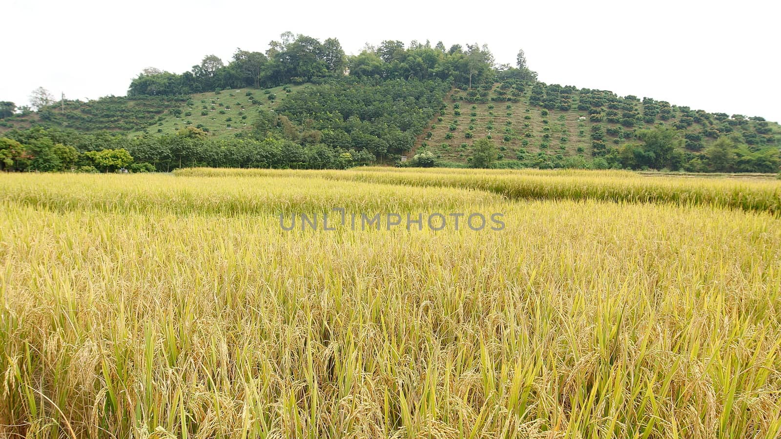 The beautiful rice field. While rice is about to be pregnant. by sakchaineung