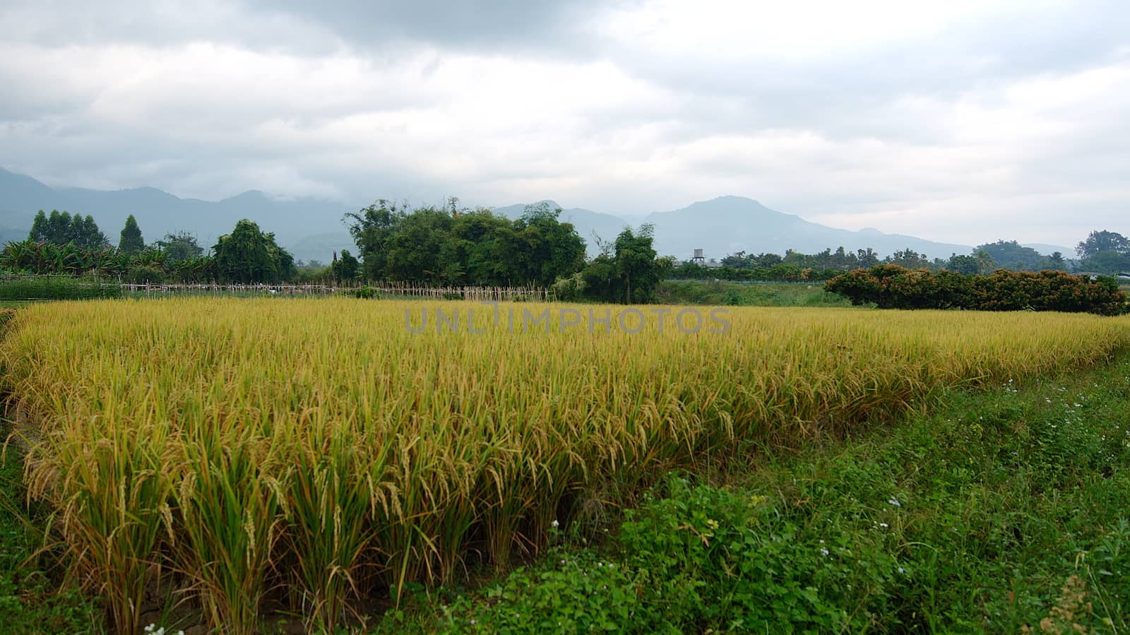 The beautiful rice field. While rice is about to be pregnant. by sakchaineung