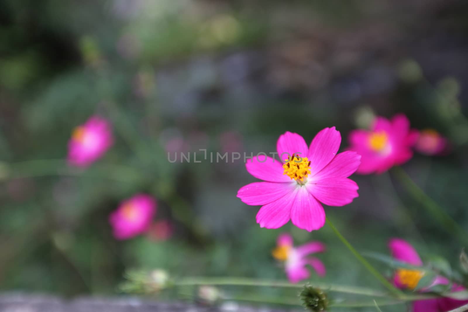 Pink flower Sulfur Cosmos