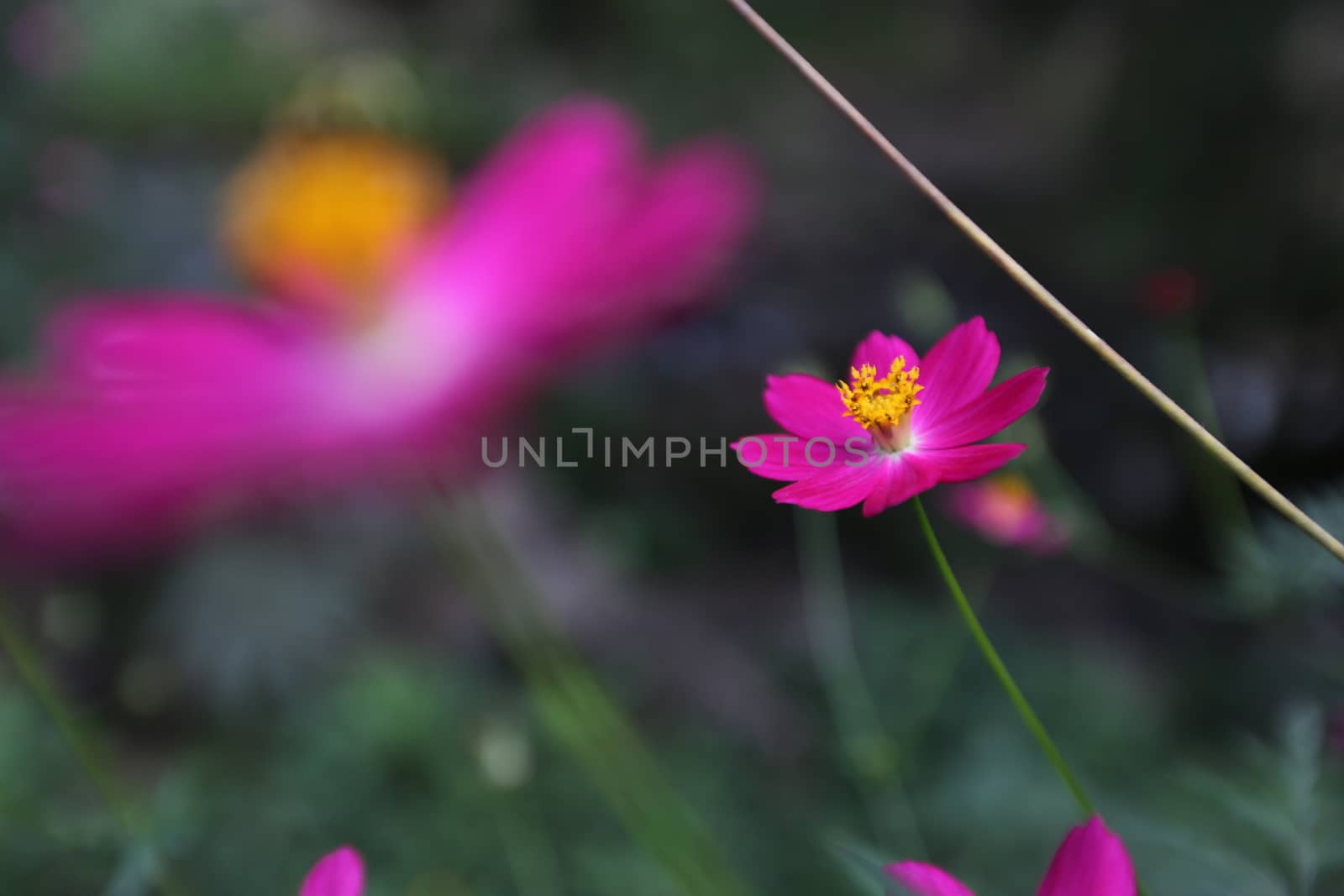 Pink flower Sulfur Cosmos by sakchaineung