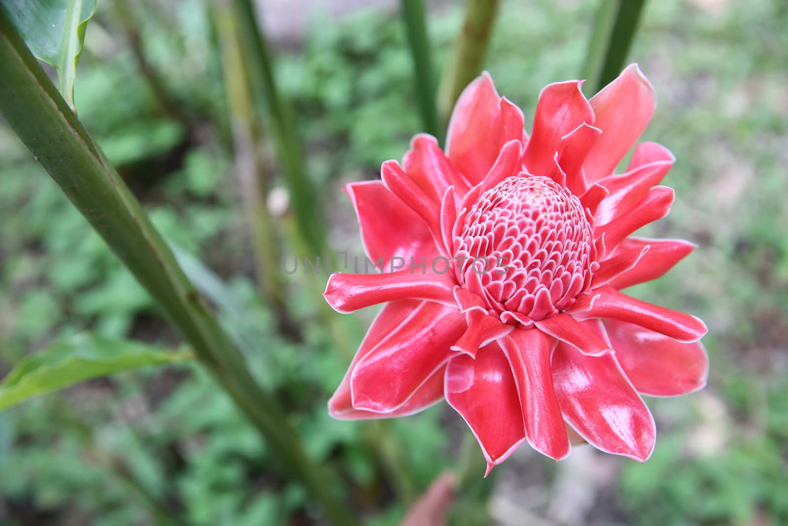 Pink flower etlingera elatior background, closeup photo. by sakchaineung