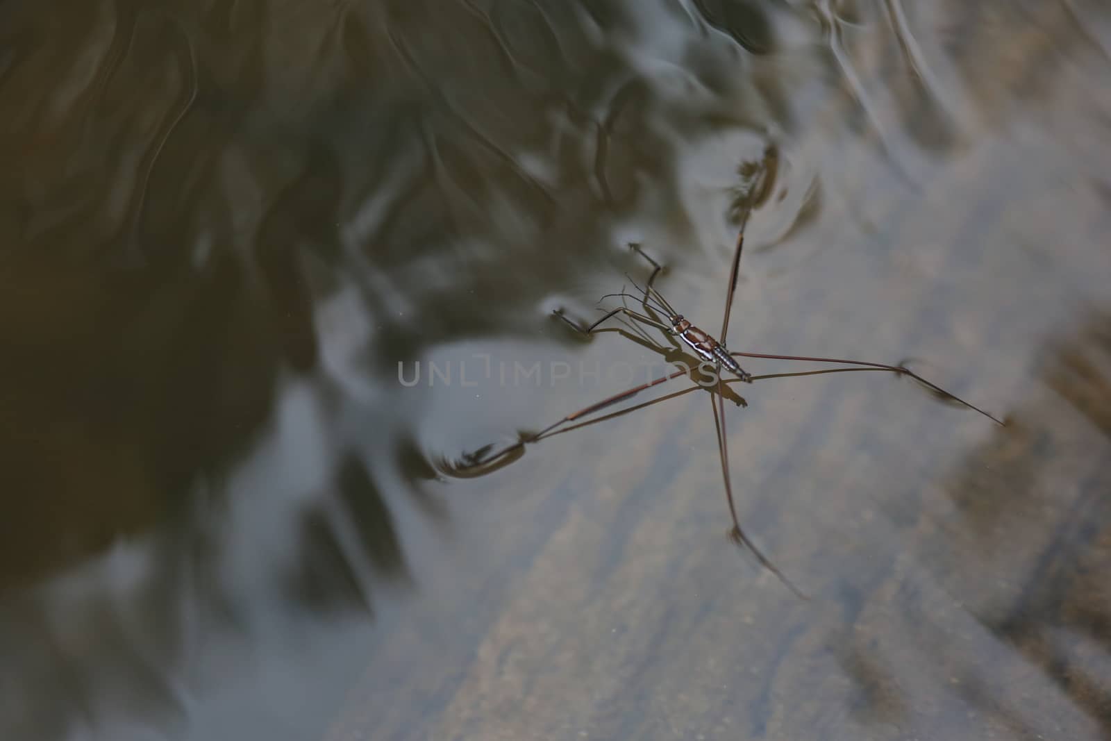 Water Striders or Pond Skaters on water by sakchaineung